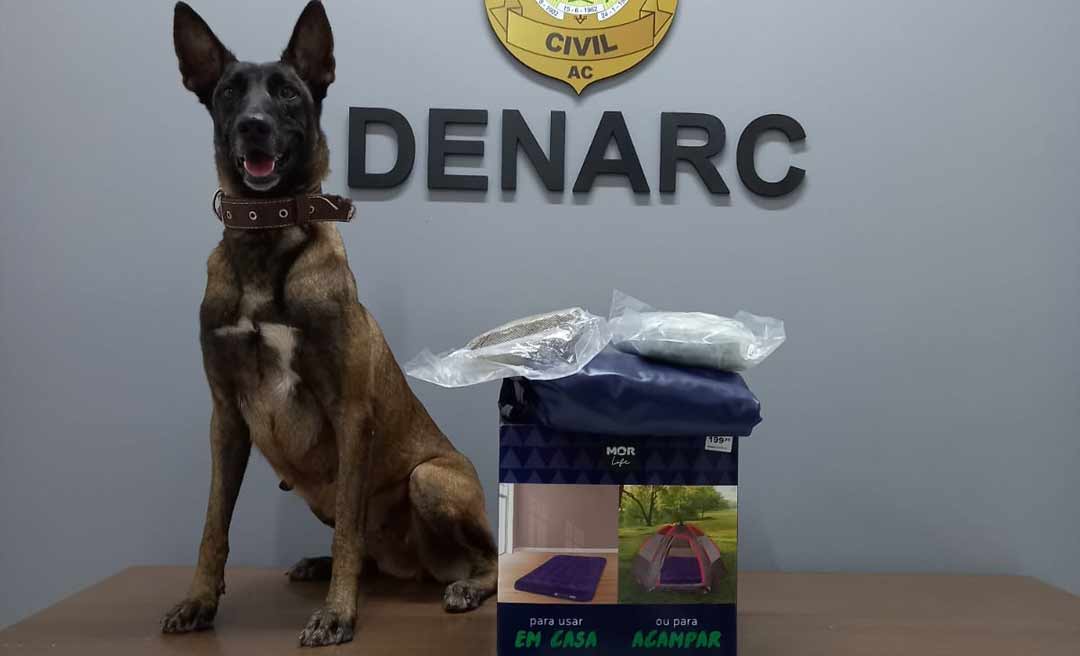 Cão auxilia na apreeensão de drogas em colchão inflável que seria enviado via Correios 