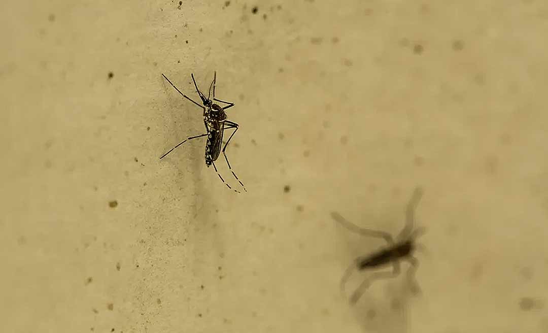 Primeira vacina contra a dengue pode levar ainda um ano para chegar ao SUS; rede particular começa a vender este mês