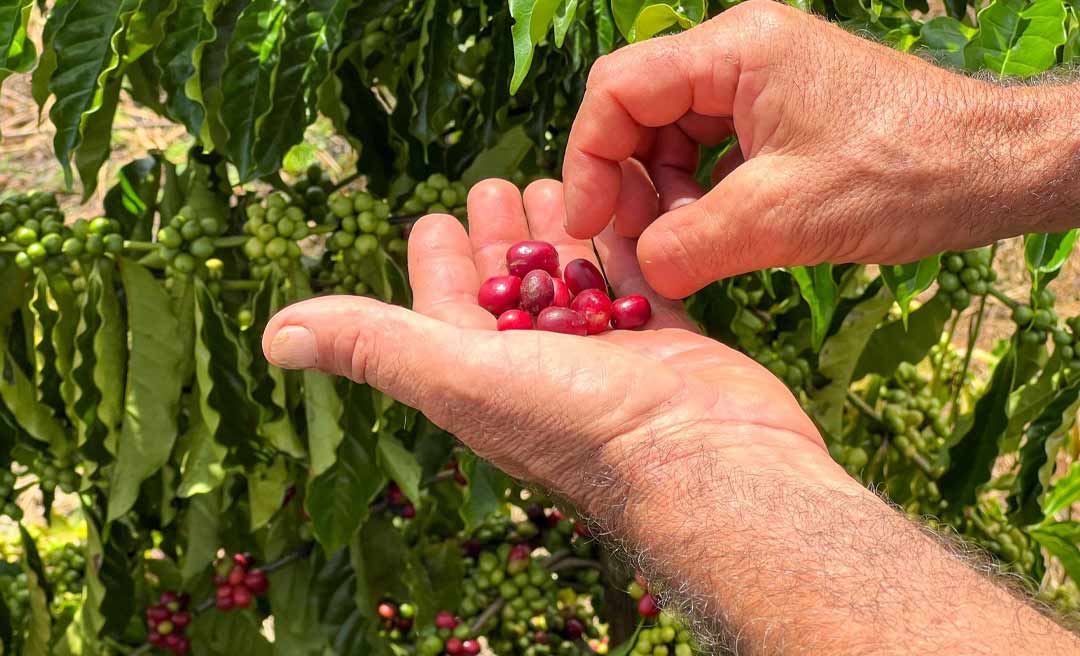 Acre passa de mil hectares destinadas ao cultivo do café e produto desponta como uma nova fonte de renda para agricultores