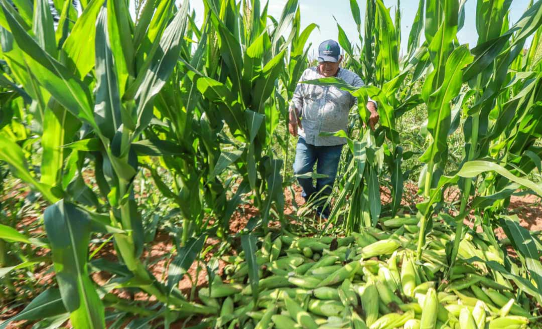 Produção de milho registra queda em abril, mas áreas destinadas à agricultura tem aumento de 13,5%, no Acre