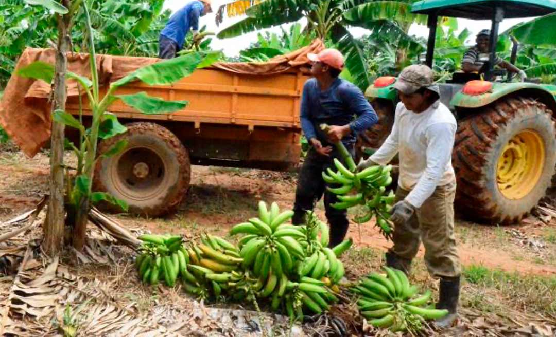 Plantio de banana tem área ampliada no Acre este ano em comparação a 2022