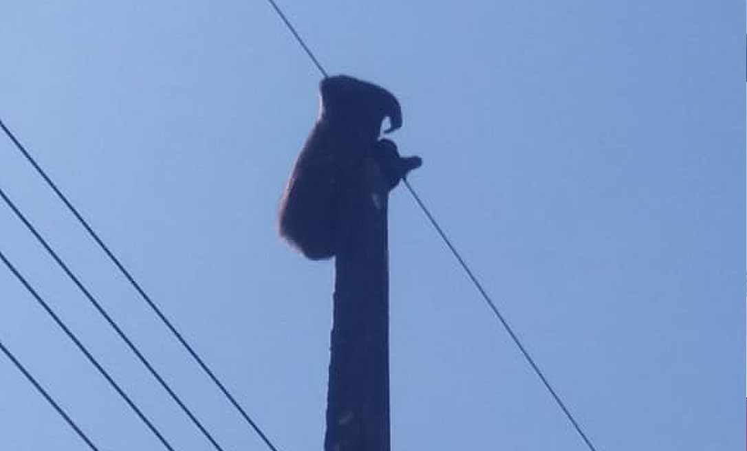 Bicho preguiça é resgatado da rede elétrica em Cruzeiro do Sul  