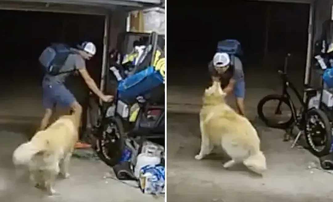 Ladrão interrompe furto de bicicleta para fazer carinho em cão de residência: 'Você é tão legal'