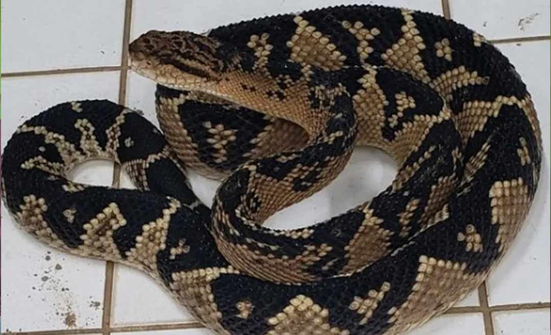 Cobra ‘pico-de-jaca’ é transferida do Acre para o Rio em voo comercial