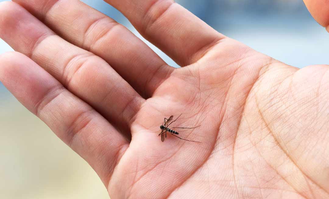 Notificações de zika vírus aumentam em 20% no país em relação a 2022