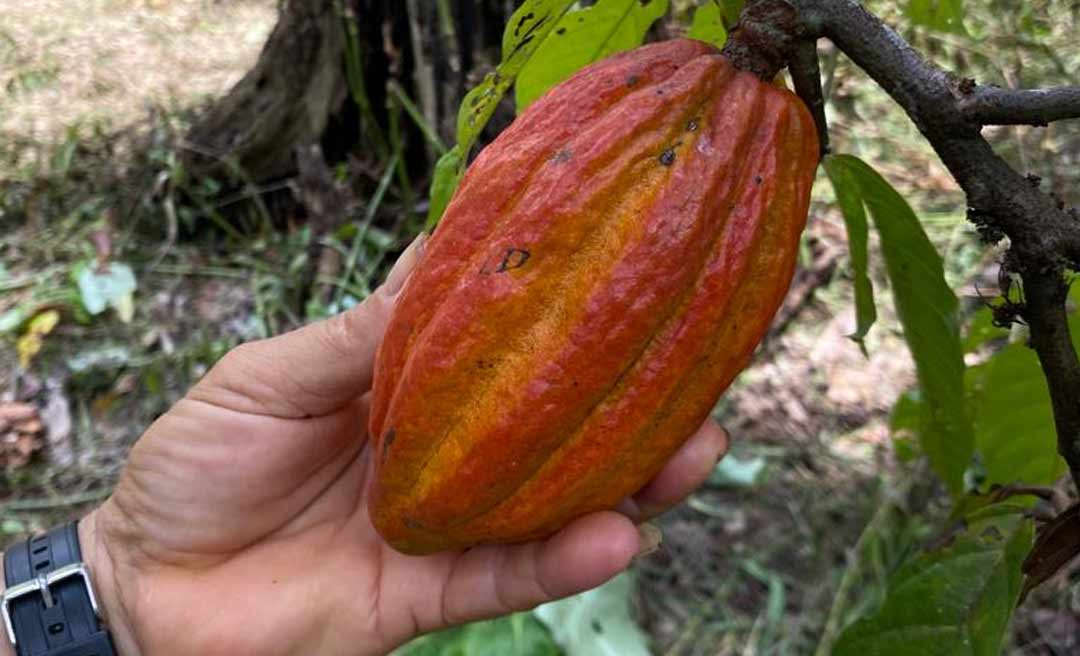 SOS Amazônia apresenta Relatório de Atividades de 2022 com destaque nas ações de restauração florestal