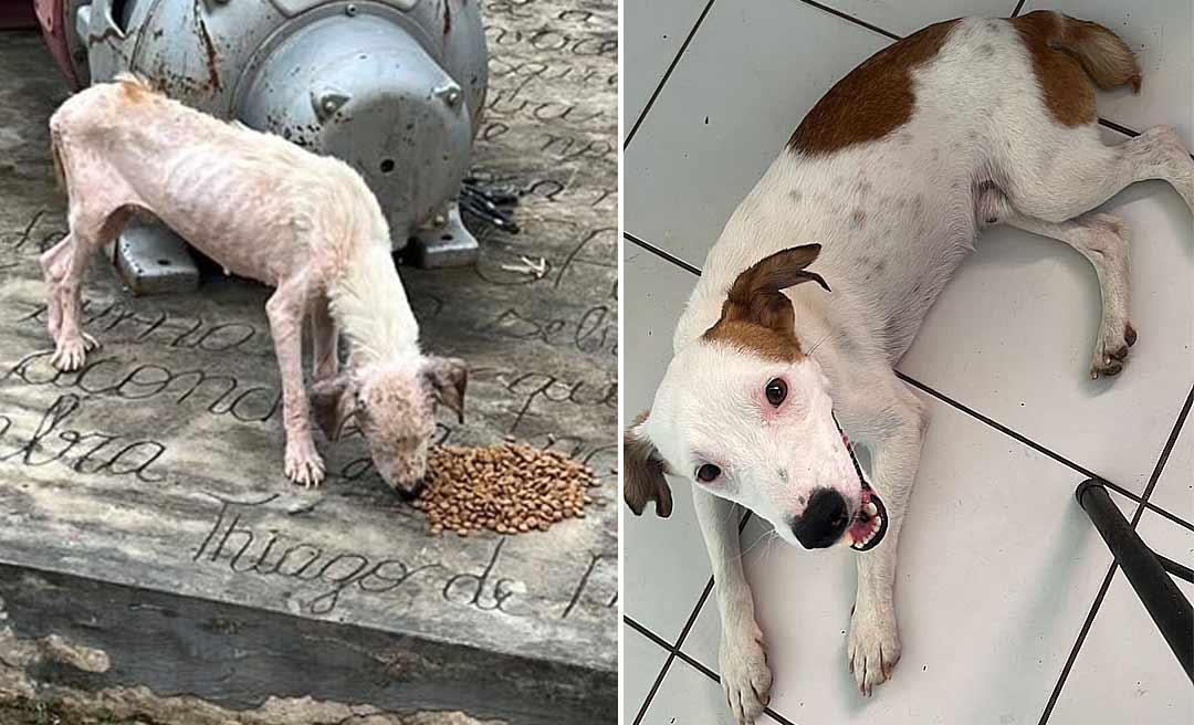 A história de Marley: Um resgate de amor, empatia e a transformação de um cachorro de rua abandonado