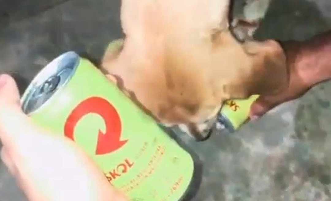 Vídeo de internauta oferecendo cerveja para cachorrinho causa revolta; ONG Patinha Carente repudia