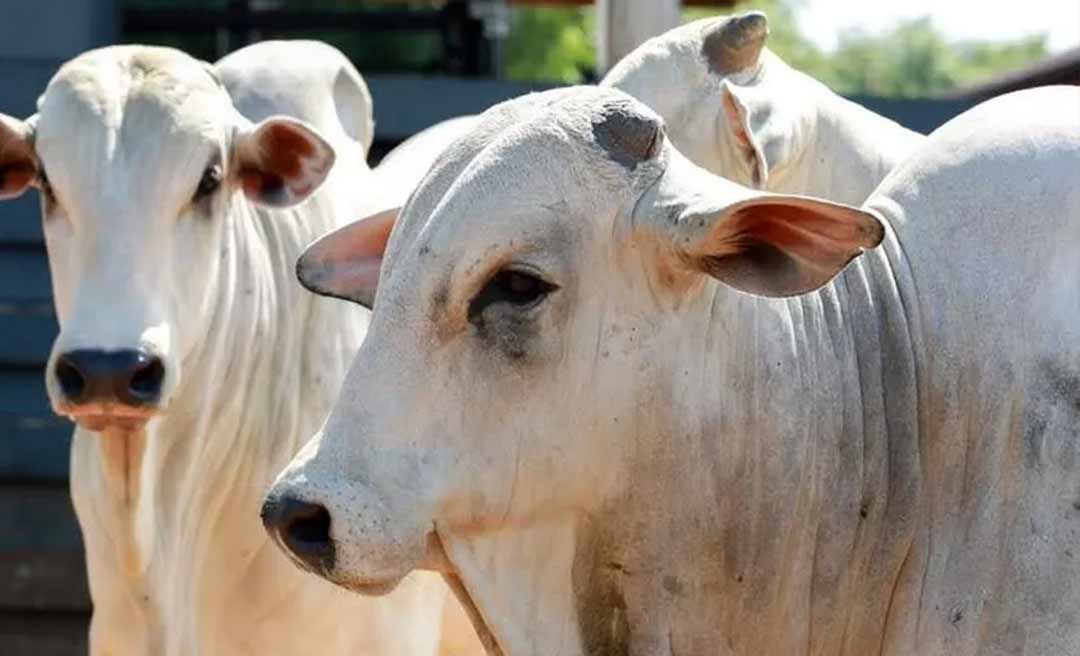 Rebanho Bovino Chegou A Milh Es De Cabe As Em No Acre Diz Ibge