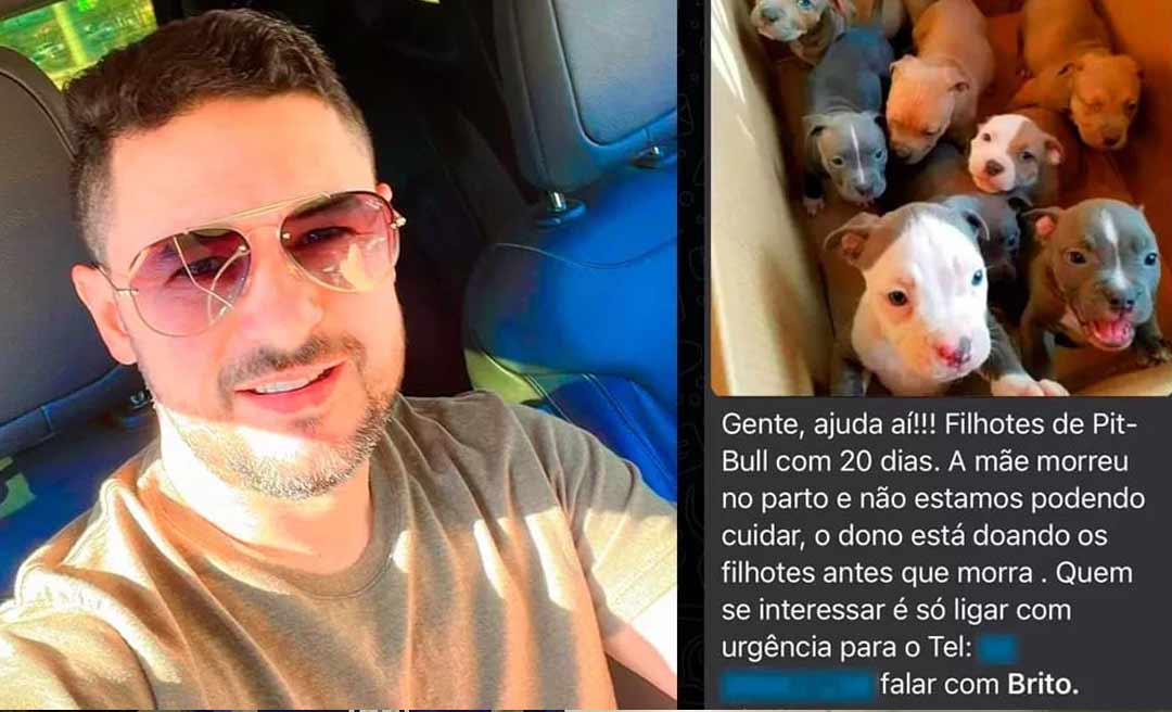 Acreano é vítima de fake news e recebe milhares de mensagens após falso anúncio de doação de filhotes de Pitbull