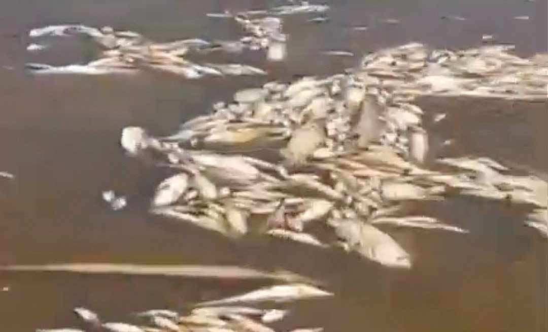 Mortandade de peixes no rio Amônia preocupa moradores de Marechal Thaumaturgo, no Acre