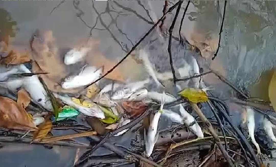 Morte de peixes no Rio Amônia pode ter sido ocasionada por alta temperatura da água, diz Sema