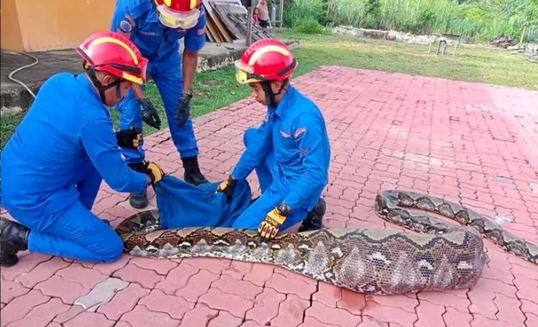 Píton de 7 metros que aterrorizava vilarejo é capturada com cabra no estômago