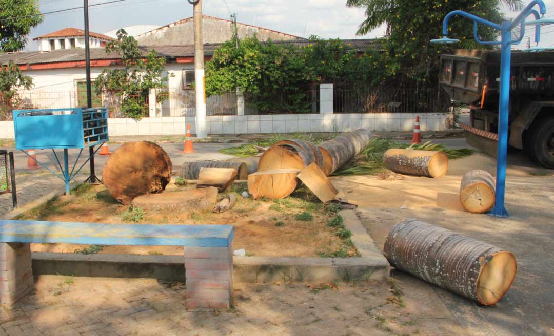 Prefeitura de Rio Branco remove Palmeira Imperial que corria o risco de desabar