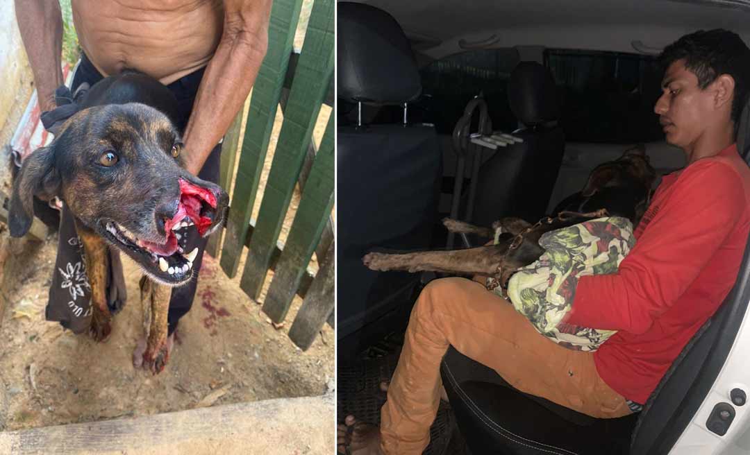 Policiais civis e militares em Cruzeiro do Sul agem rápido e fazem vaquinha para custear tratamento de cachorro agredido com terçado