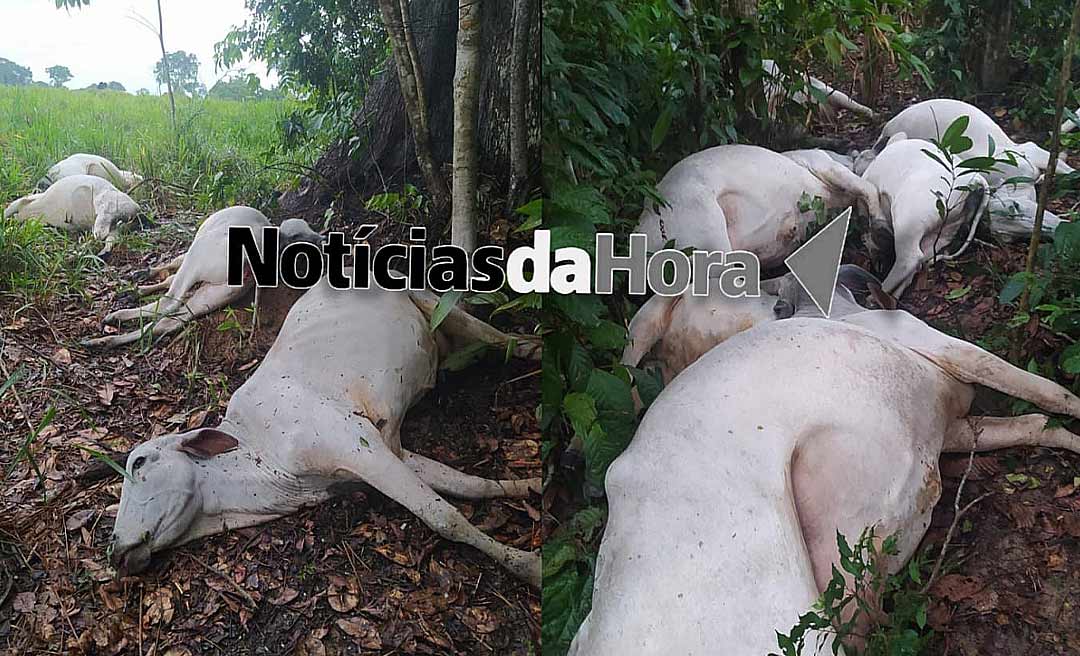 Raio atinge rebanho de fazenda em Sena Madureira e mata 16 cabeças de gado