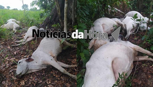 Raio atinge rebanho de fazenda em Sena Madureira e mata 16 cabeças de gado