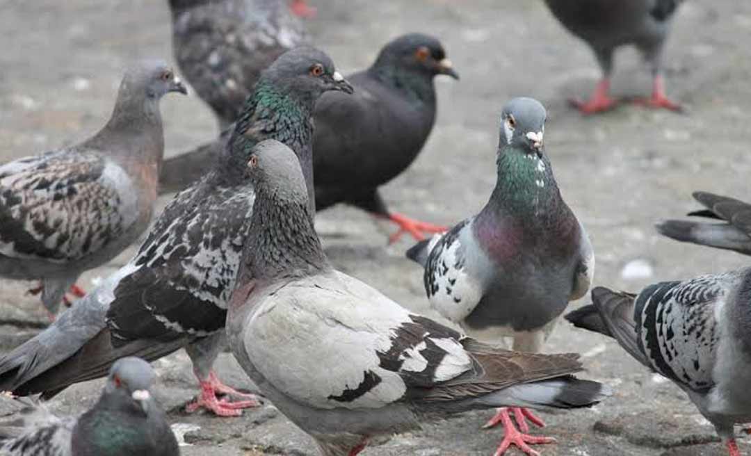 Mulher morre em Rio Branco vítima da "Doença do Pombo"