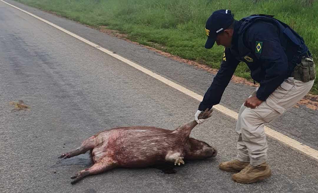 No Acre, número de animais mortos em rodovias cresce 94,1% em um ano