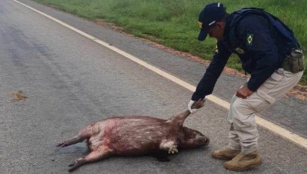 No Acre, número de animais mortos em rodovias cresce 94,1% em um ano