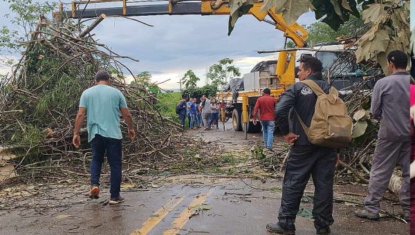 Raio derruba árvore e deixa BR-364 interditada em Sena Madureira