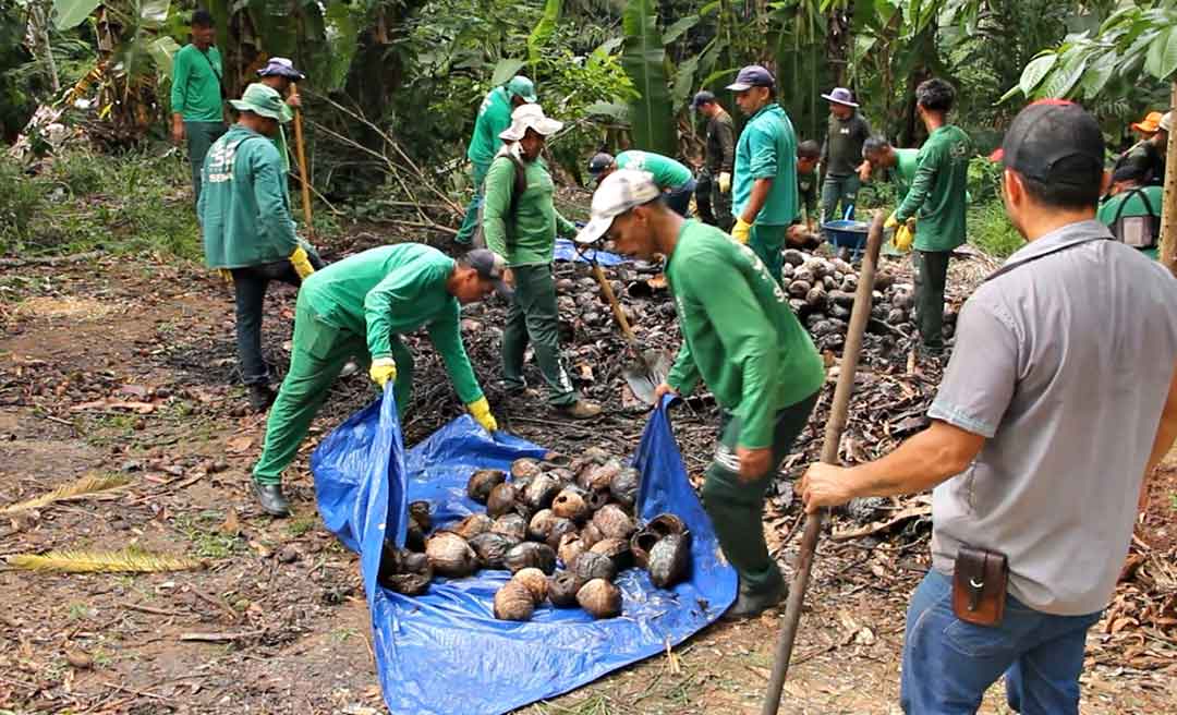 Após frequentadores encontrarem criadouros do Aedes aegypti, Horto Florestal passa por mutirão de limpeza; Fumacê será realizado no parque urbano