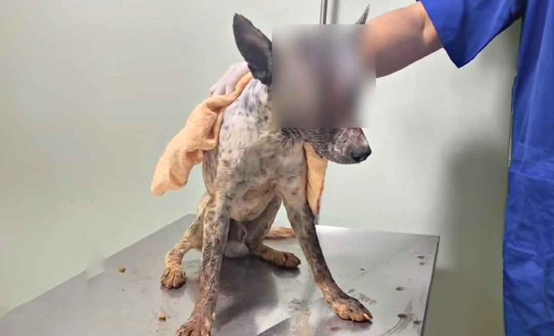 No Acre, ativista da causa animal pede ajuda para tratamento de cachorro que levou vários tiros na cabeça