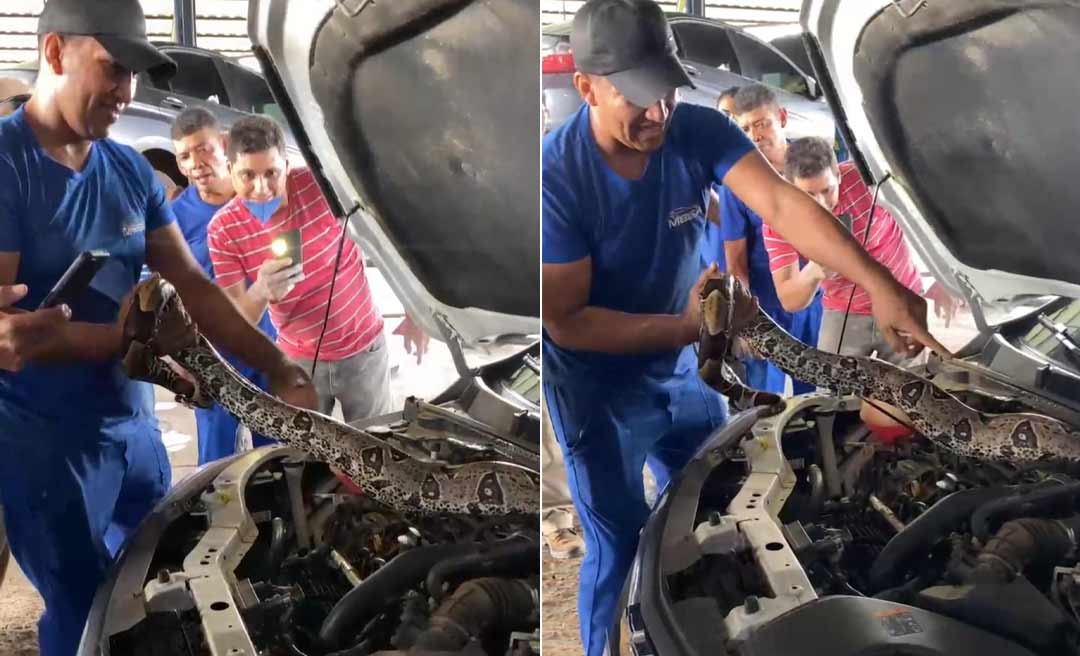 Cobra jibóia é encontrada em motor de carro em oficina em Rio Branco; veja o vídeo