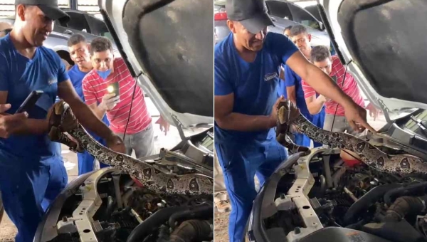 Cobra jibóia é encontrada em motor de carro em oficina em Rio Branco; veja o vídeo