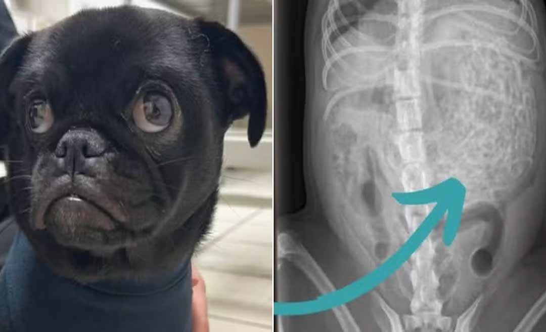 Pug é operada às pressas, e veterinária encontra 60 elásticos para cabelo no estômago da cadela