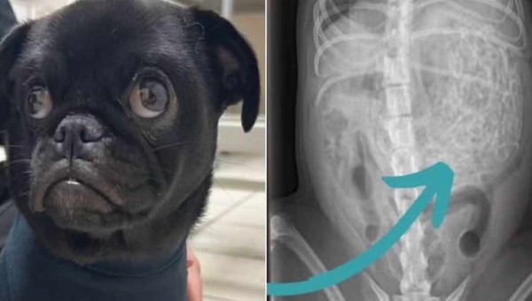 Pug é operada às pressas, e veterinária encontra 60 elásticos para cabelo no estômago da cadela