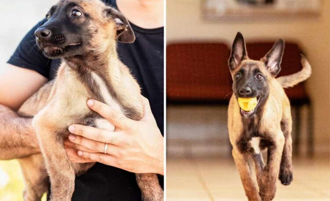 Nomes de cães que auxiliarão a Polícia Civil do Acre são escolhidos em votação popular