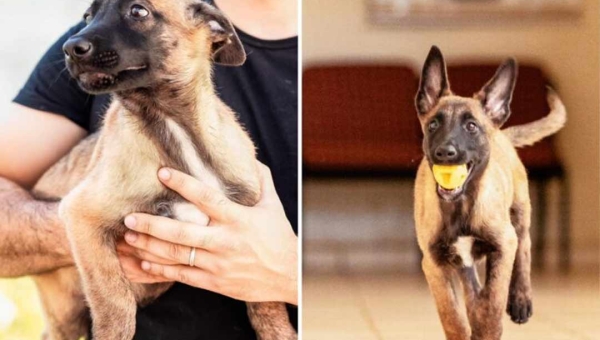 Nomes de cães que auxiliarão a Polícia Civil do Acre são escolhidos em votação popular