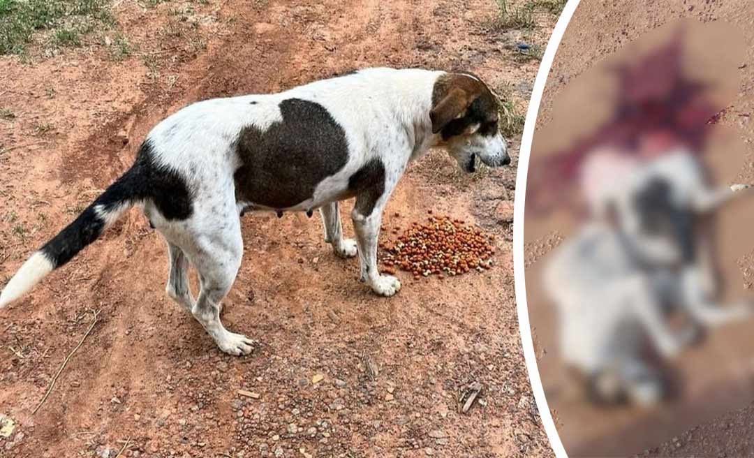 Ong de proteção animal pede punição a motorista de coletivo que matou cadela no Irineu Serra; animal foi partido ao meio