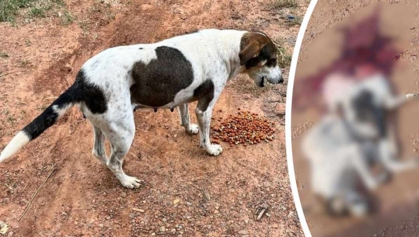 Ong de proteção animal pede punição a motorista de coletivo que matou cadela no Irineu Serra; animal foi partido ao meio