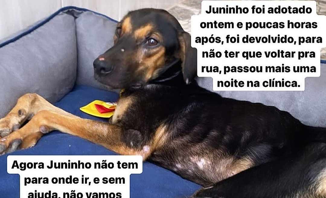 Campanha Adota o Juninho: Projeto Amor Animal busca um lar para cão abandonado