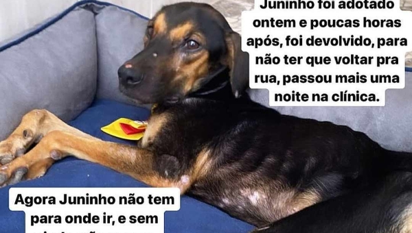 Campanha Adota o Juninho: Projeto Amor Animal busca um lar para cão abandonado