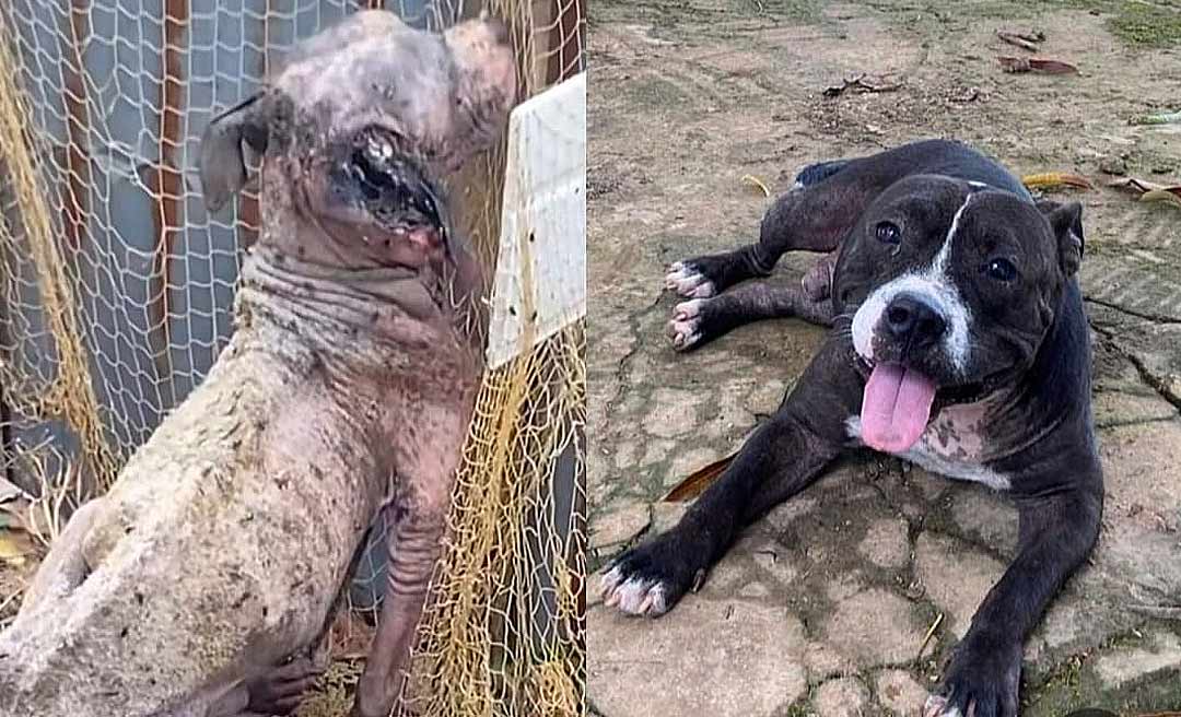 O antes e o depois de animais resgatados em Rio Branco; a importância do amor e da adoção responsável