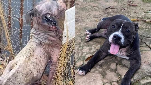 O antes e o depois de animais resgatados em Rio Branco; a importância do amor e da adoção responsável