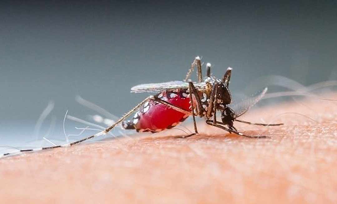 Dengue Hemorrágica: saiba quais são os sinais de alerta da doença