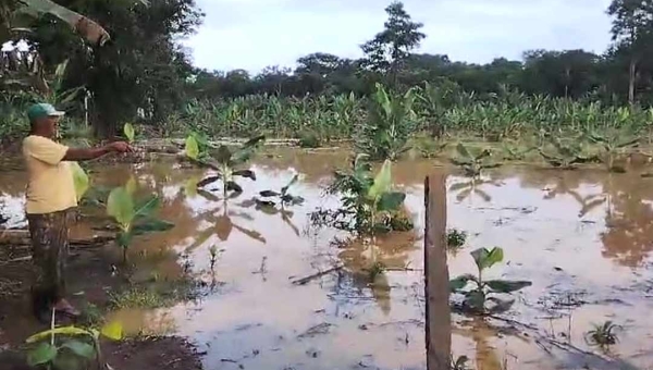 Agricultores amargam prejuízos com cheia do Rio Acre na Capital; veja o vídeo