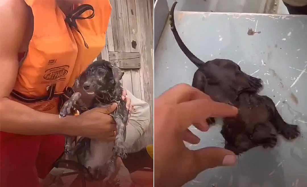 Gatinho e cãozinho abandonados na enchente no Acre são salvos pelo Corpo de Bombeiros; veja o vídeo