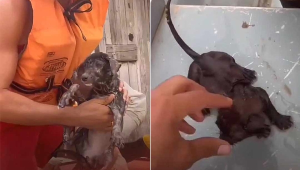 Gatinho e cãozinho abandonados na enchente no Acre são salvos pelo Corpo de Bombeiros; veja o vídeo