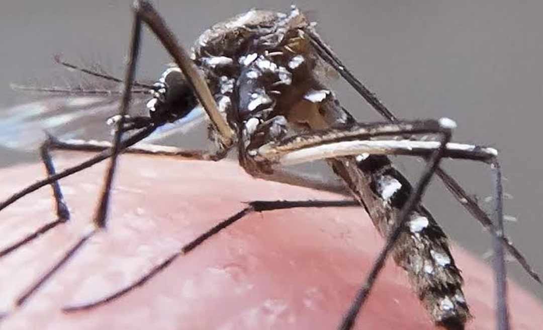 No Acre, quase 16 mil casos de dengue já foram notificados em 2024; Capital lidera o ranking 