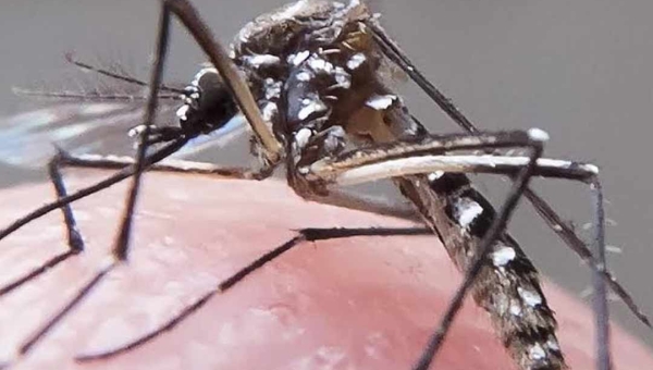 No Acre, quase 16 mil casos de dengue já foram notificados em 2024; Capital lidera o ranking 