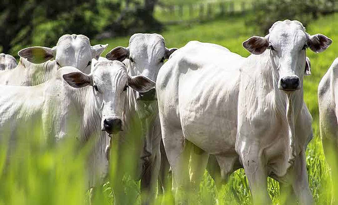 No Acre, produção de carne bovina pode aumentar para 120 mil toneladas em 2024; rebanho cresceu 1.227% nos últimos 38 anos