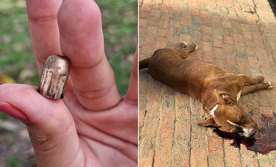 Cachorro da raça Pitbull é assassinado no interior do Acre; tutora pede justiça