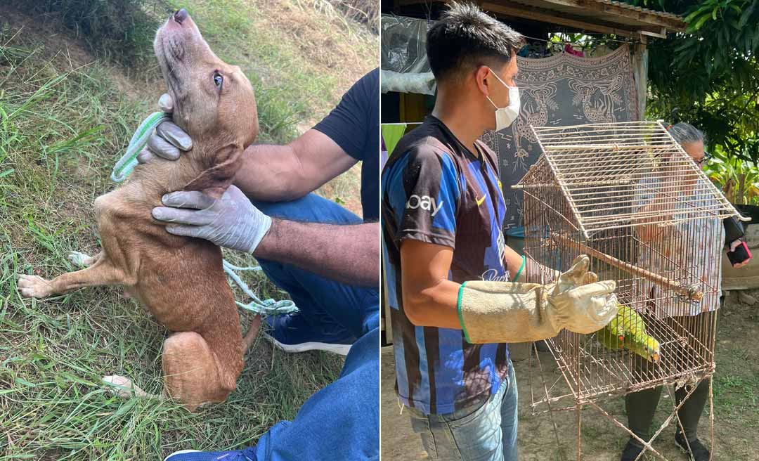 Operação de resgate da Polícia Civil do Acre salva 40 animais de maus-tratos em Rio Branco