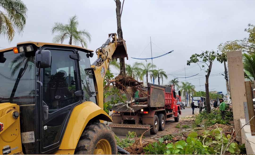 Compensação ambiental: TCE em conjunto com a SEMEIA realiza transplante de árvores