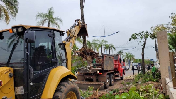 Compensação ambiental: TCE em conjunto com a SEMEIA realiza transplante de árvores